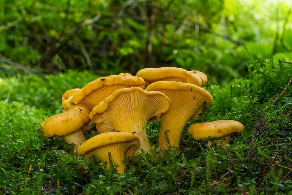 Cantharellus cibarius (comunemente noto come finferli o finferli dorati)
