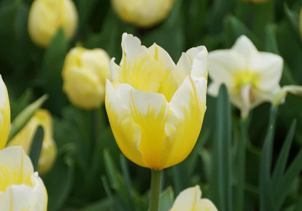 Bellissimi fiori gialli e bianchi di tulipano Fosteriana 'Sweetheart'