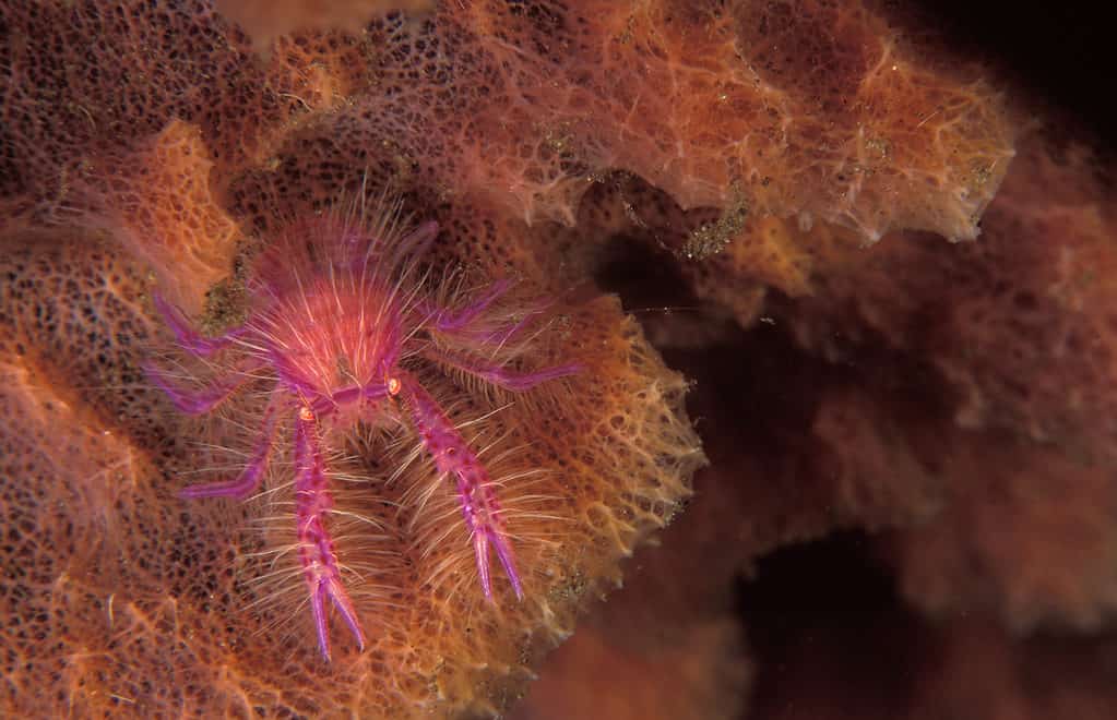 Aragosta pelosa