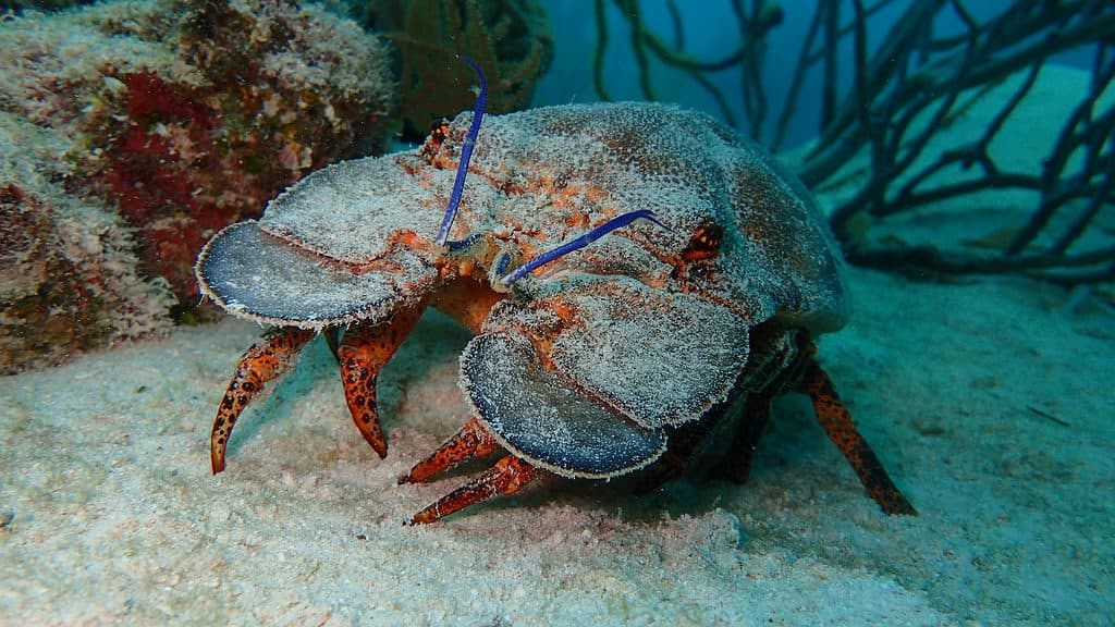 Aragosta Pantofola