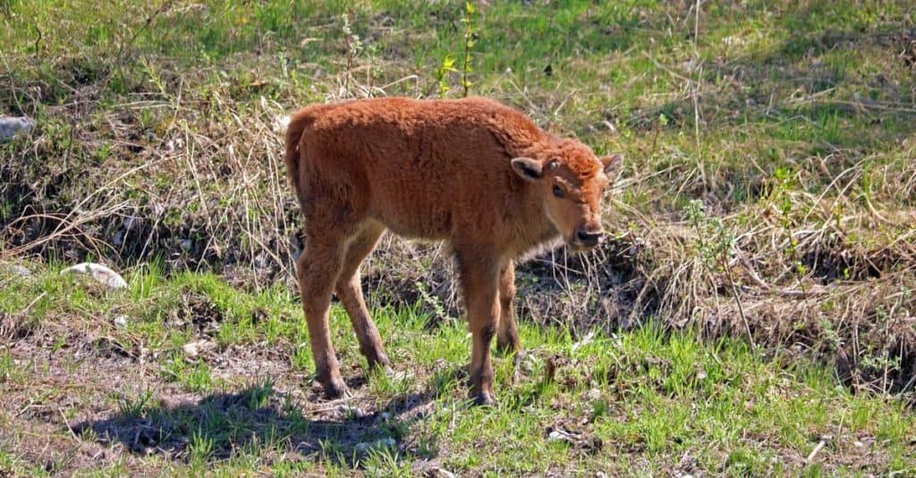 Wood Bison Calf in primavera lungo l'Alaska Highway nella Liard River Valley nel nord della British Columbia, Canada