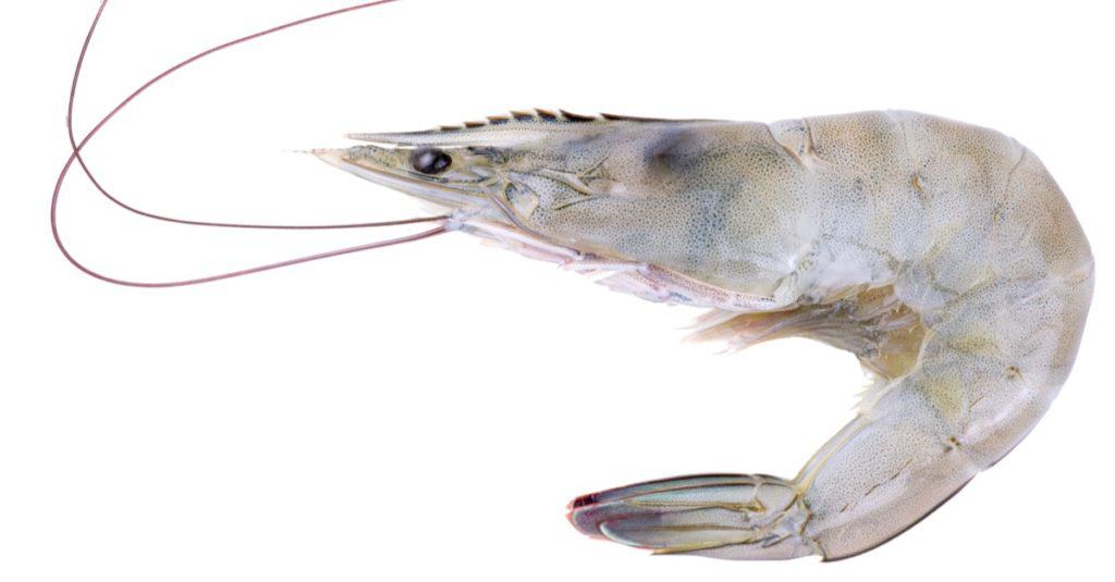 Gamberetti isolati su sfondo bianco