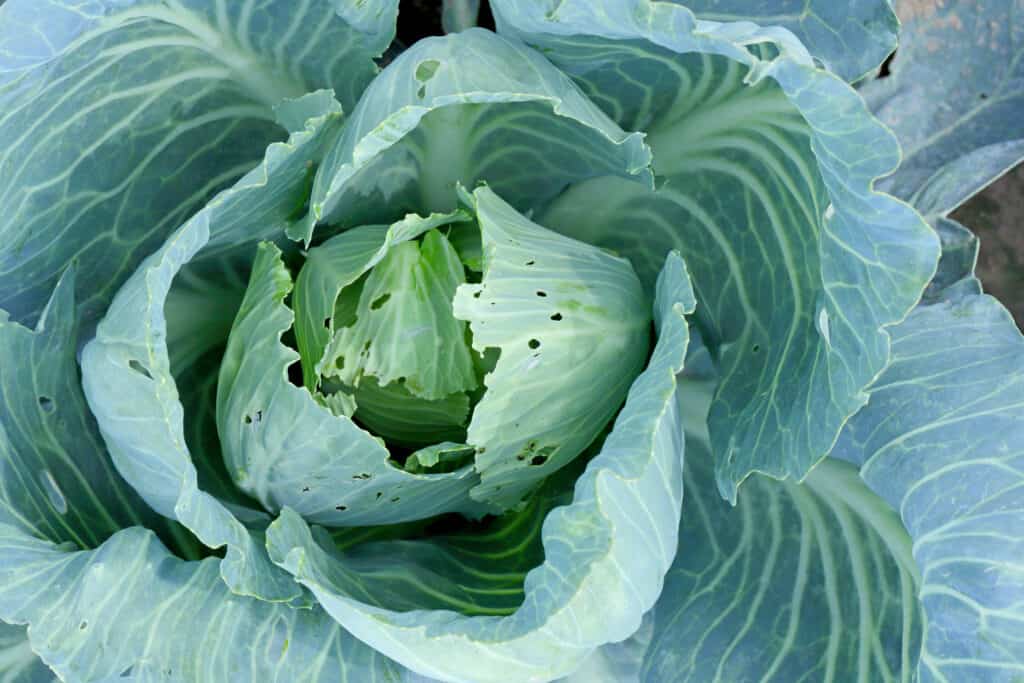 verdure da piantare a marzo