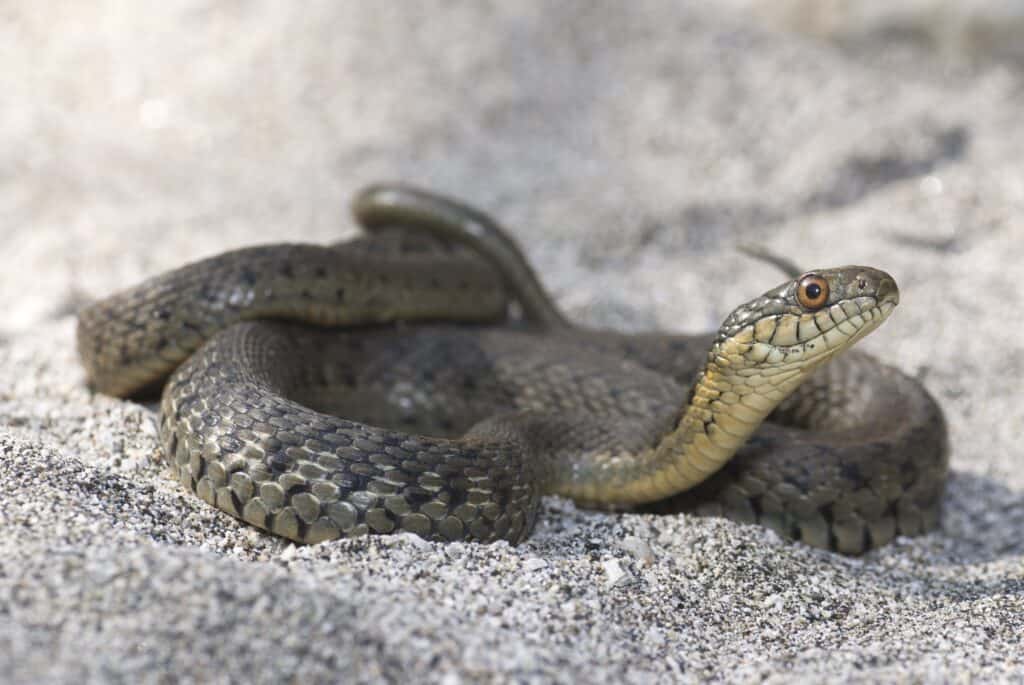 I serpenti giarrettiera sono i serpenti più comuni trovati nello Yosemite National Park. 