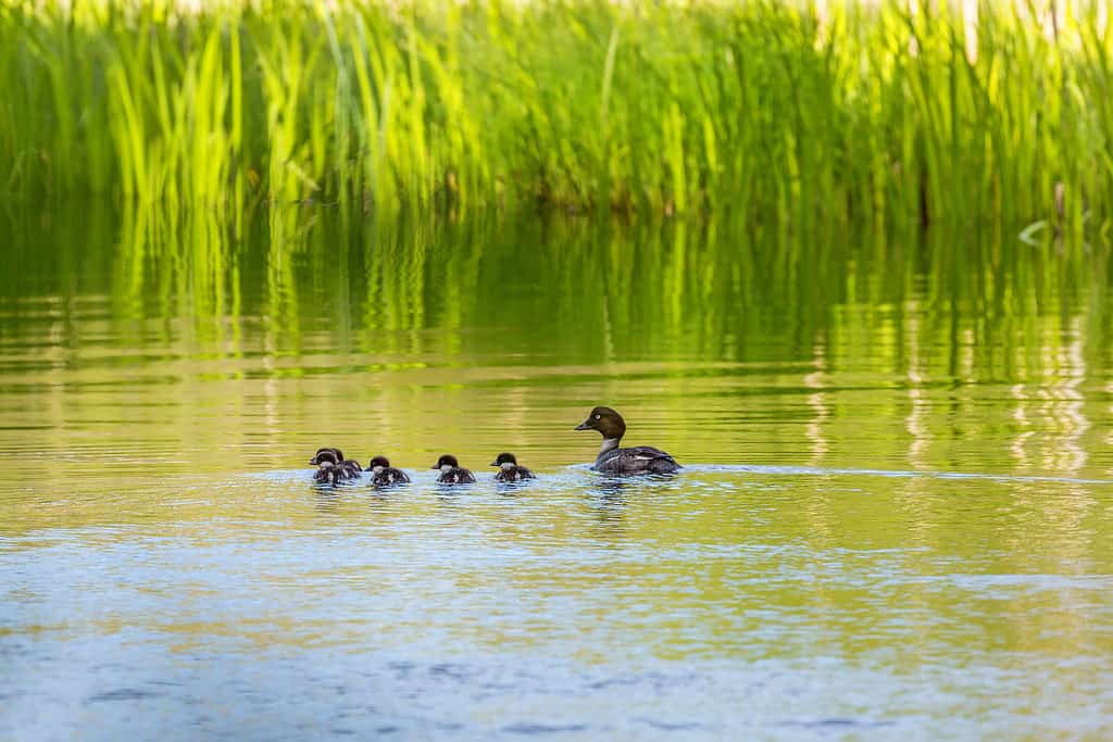 Goldeneye con i suoi uccellini che nuotano nell'acqua