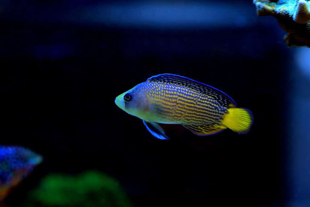Splendido Dottyback