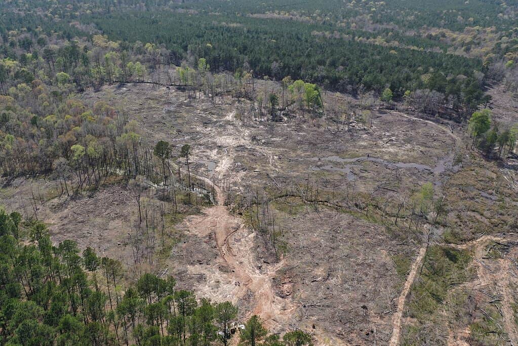 Veduta aerea della foresta nazionale di Kisatchie in Lousiana