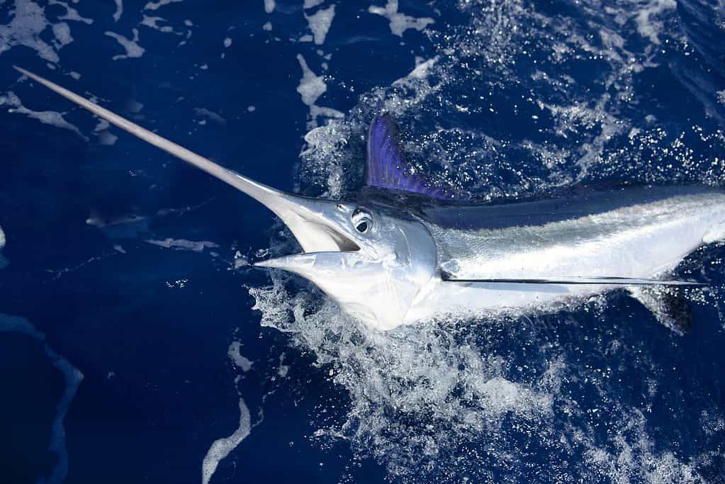 Marlin Bianco