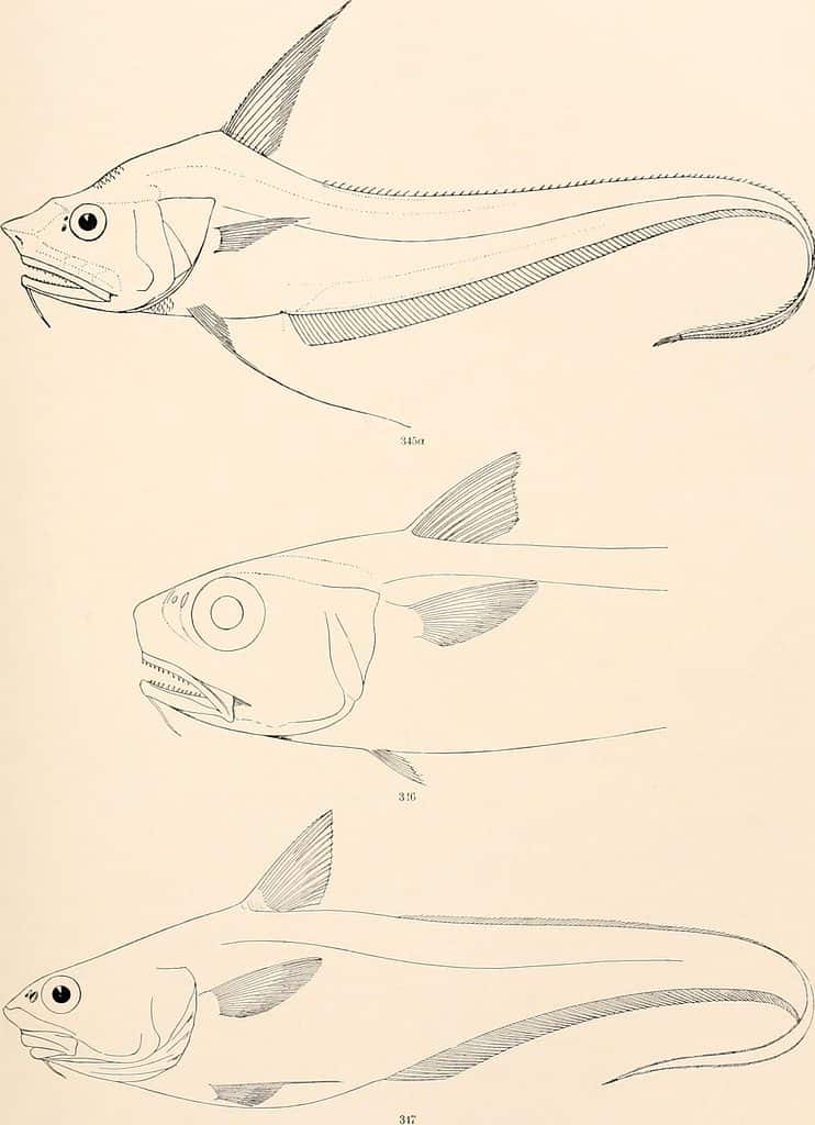 Illustrazione del granatiere Globehead