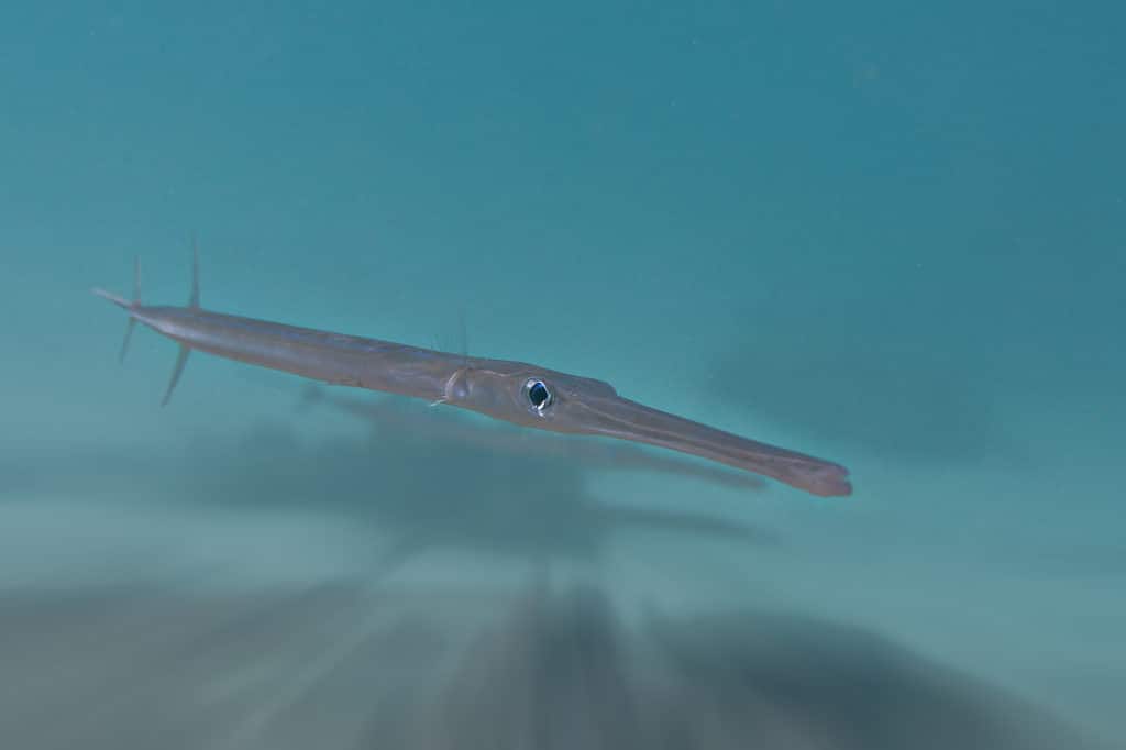 Cornetfish, noto anche come ruvida Flutemough