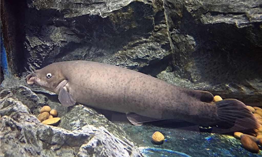 Il pesce gatto elettrico è caratterizzato da un corpo lungo e gonfio con labbra spesse, occhi piccoli, muso arrotondato e tre paia di barbigli.