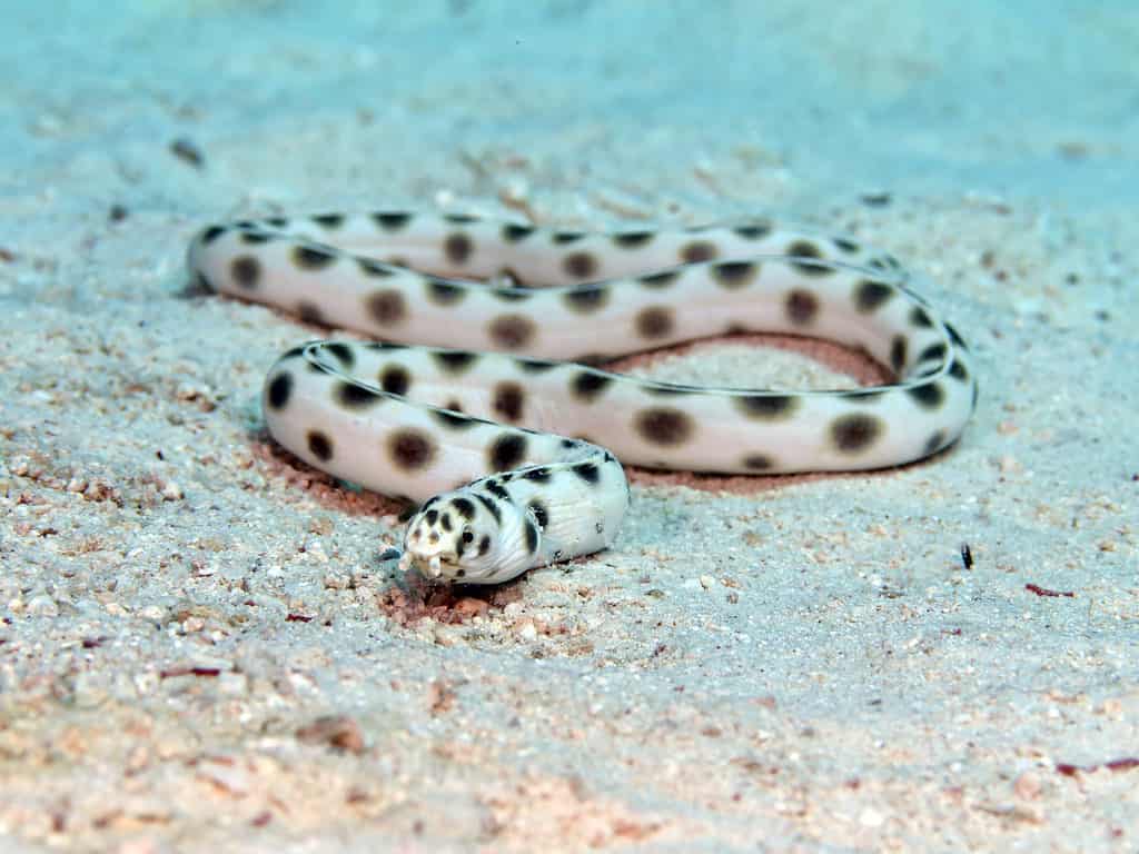 Anguilla serpente maculata