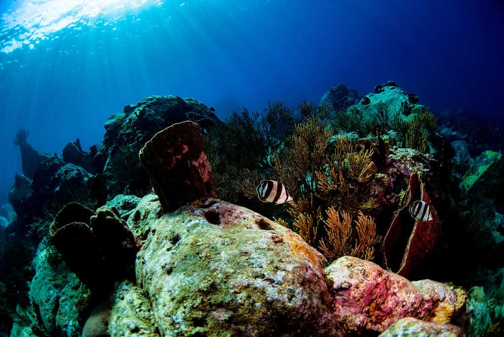 Pesce farfalla a quattro bande