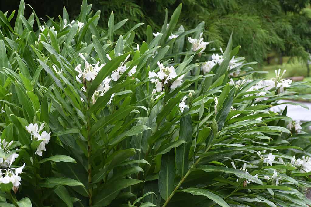 Hedychium coronario