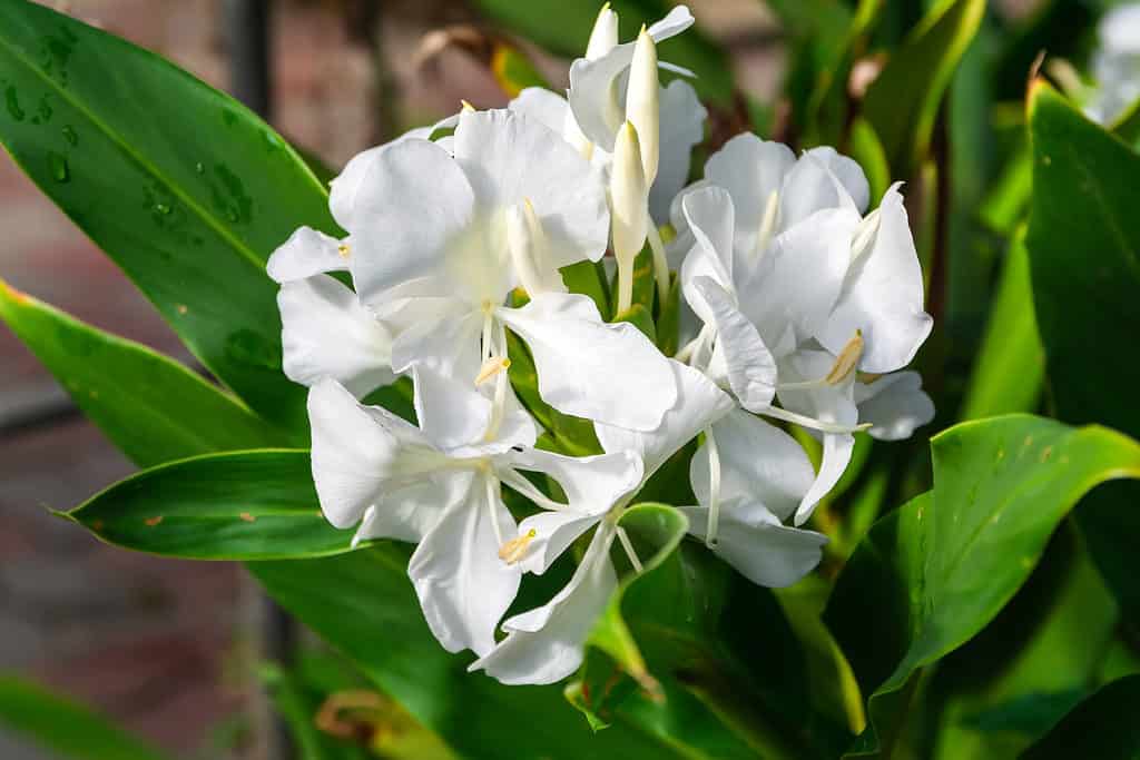 Hedychium coronario