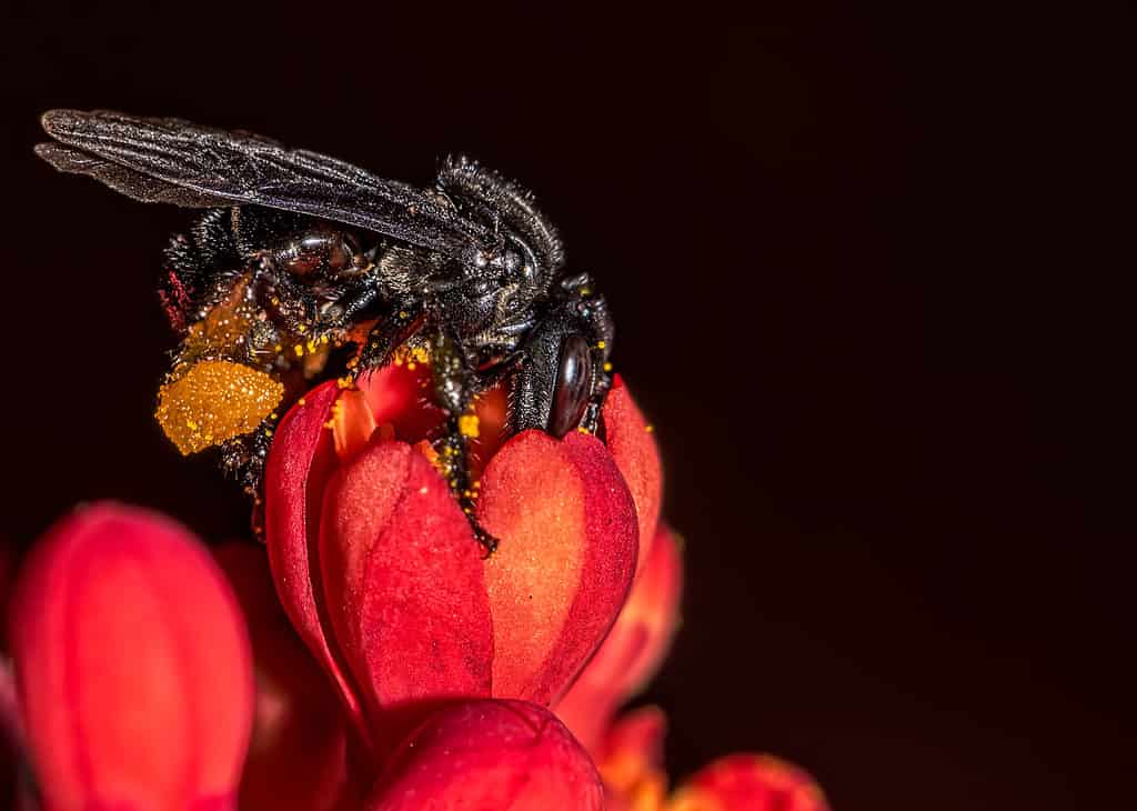 Ape senza pungiglione - Trigona spinipes
