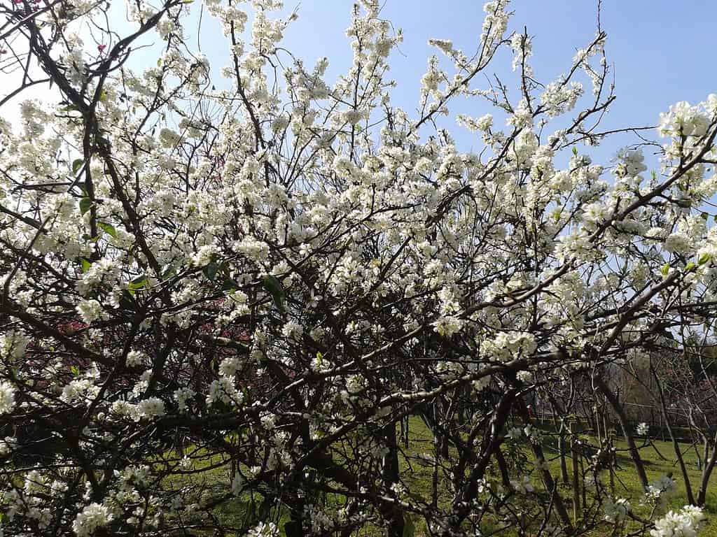 Fiore di prugna