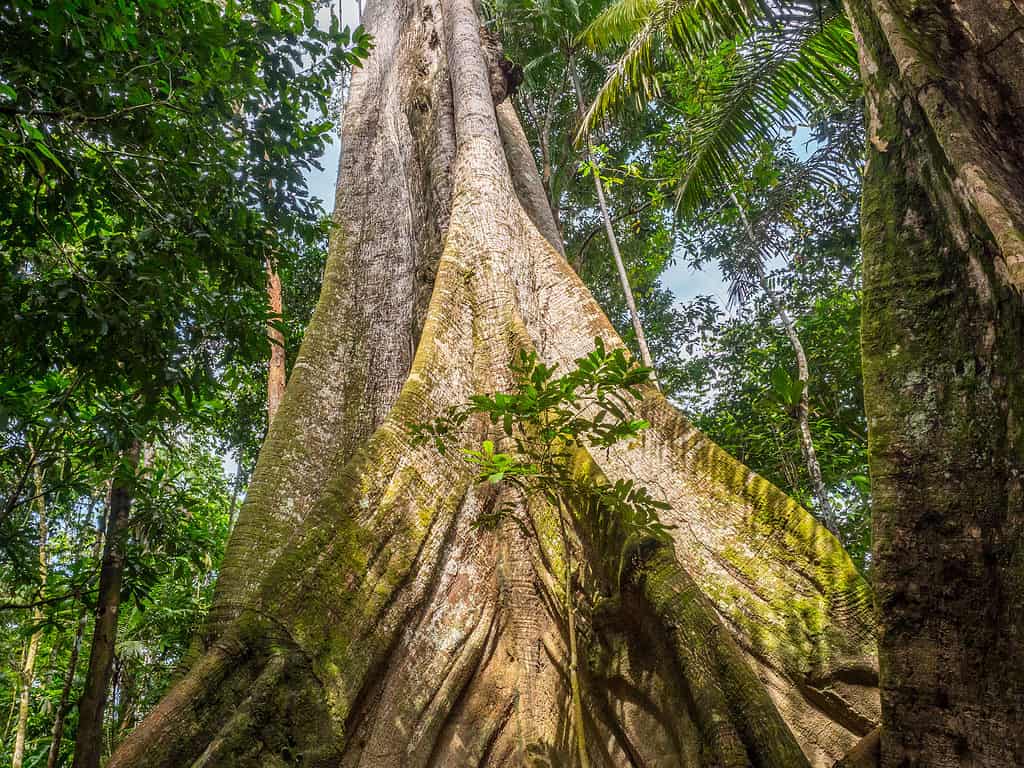 albero di ceiba