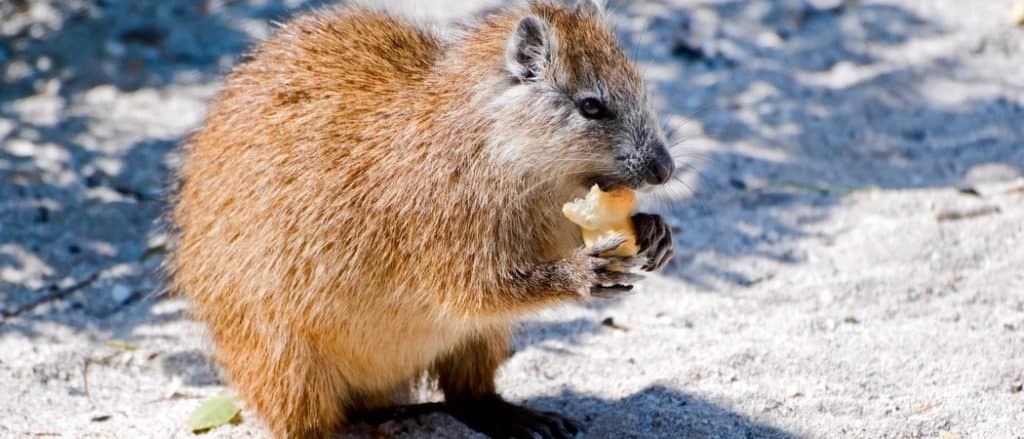 Animali nella Repubblica Dominicana