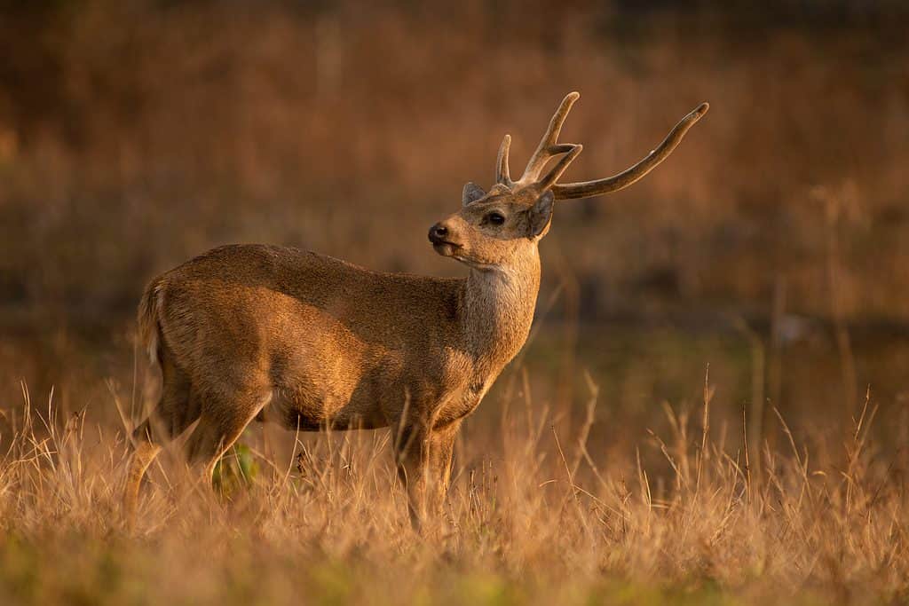 Indian Hog ​​Deer - La più piccola specie di cervo