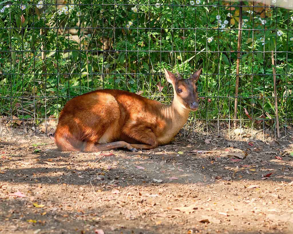 Brocket Deer - La specie di cervo più piccola