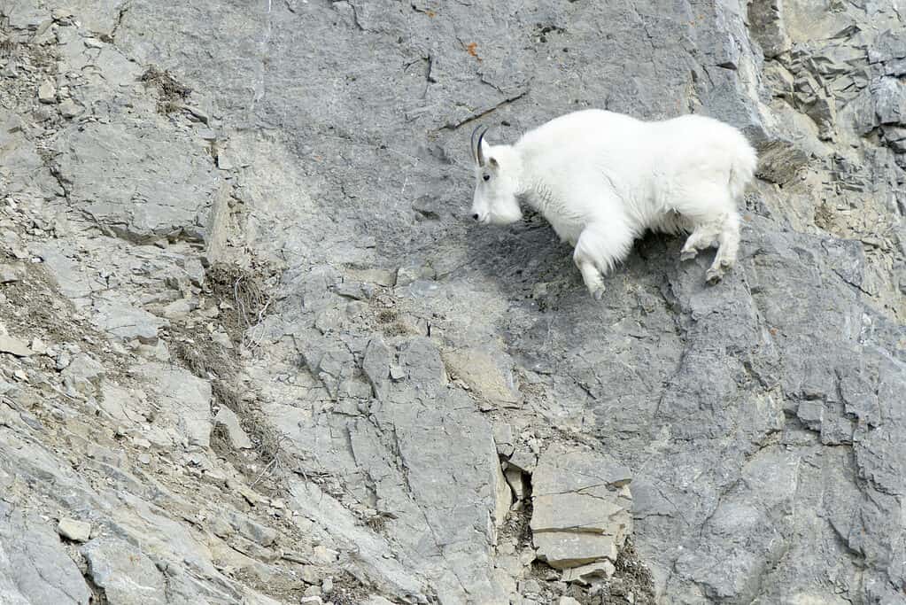 Capra di montagna rocciosa