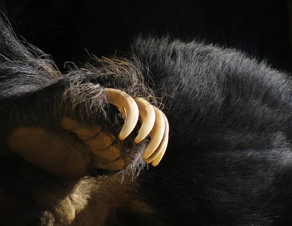 Zampa di orso nero con artigli, zampa d'orso.
