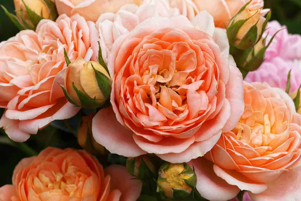Un primo piano delle rose inglesi della pesca e dell'arancia