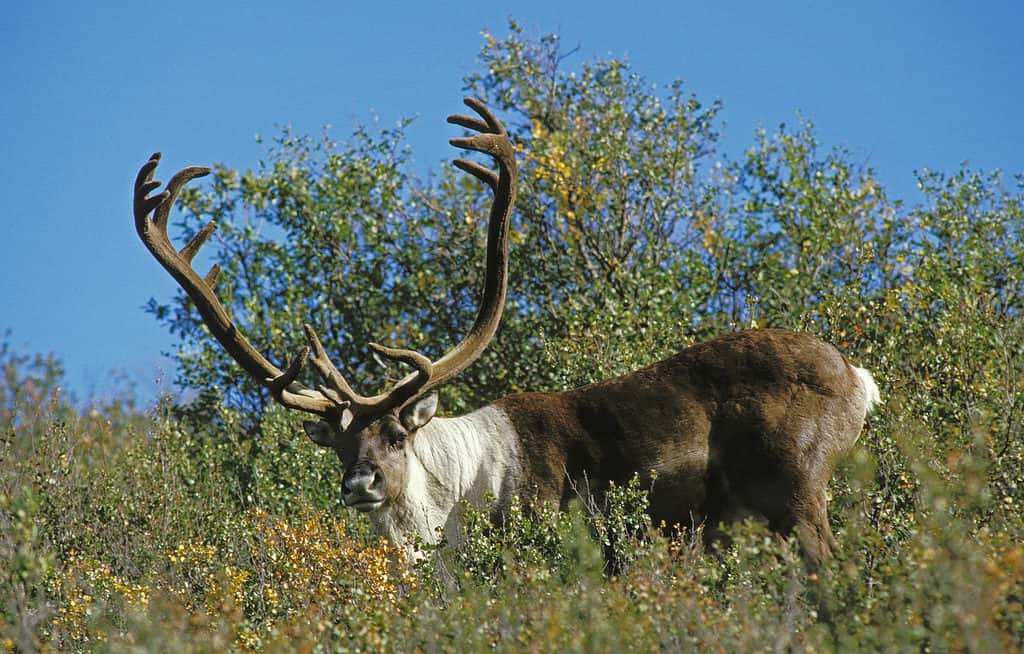 Caribù maschio della terra arida in Alaska