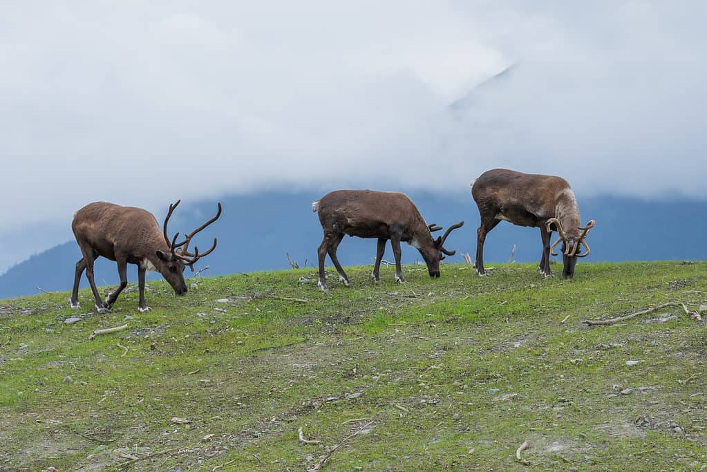 Caribù arido in Alaska