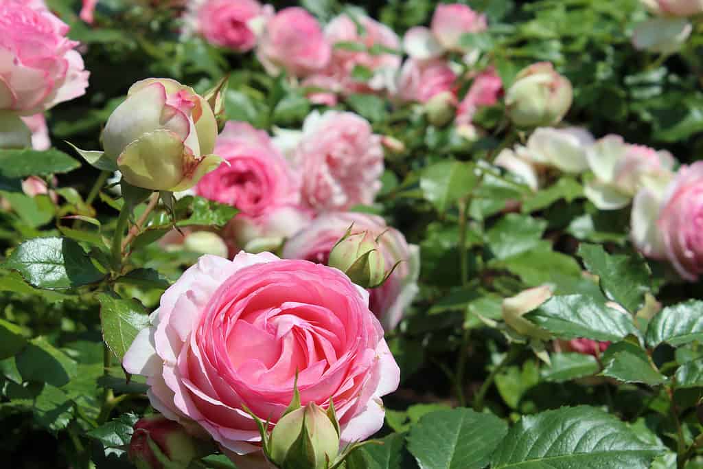 Rosa di Pierre de Ronsard, noto anche come lo scalatore dell'Eden