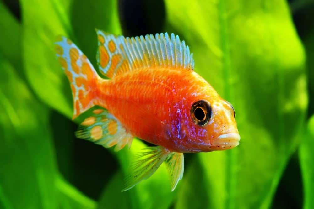 Un colorato Cichlid africano del Malawi della fragola del pavone che nuota in un acquario