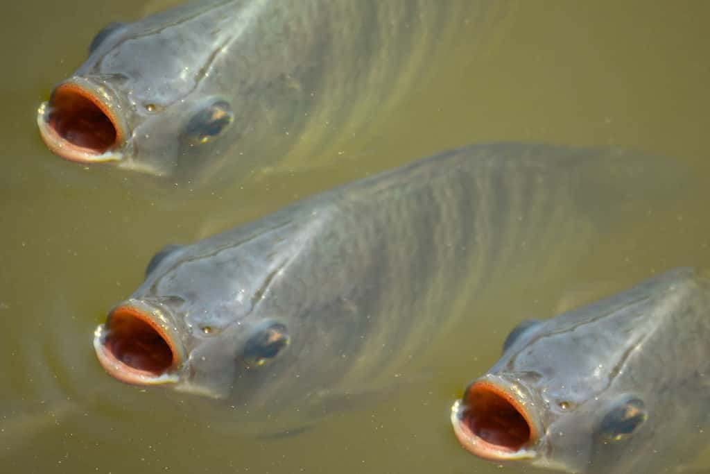 Tilapia del Nilo sulla superficie dello stagno