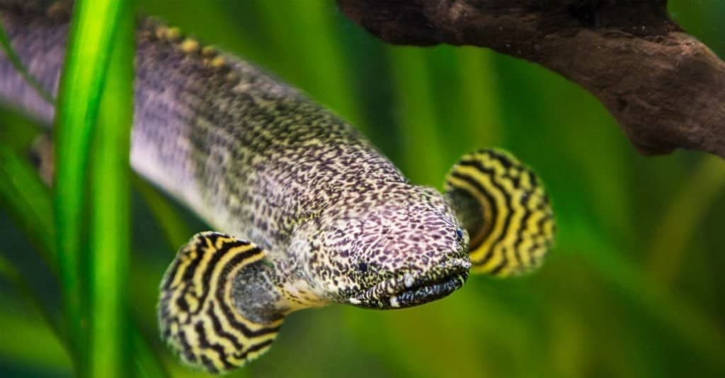 Pesce bichir ornato.  Questo pesce si trova in natura nelle acque dell'Africa occidentale e centrale