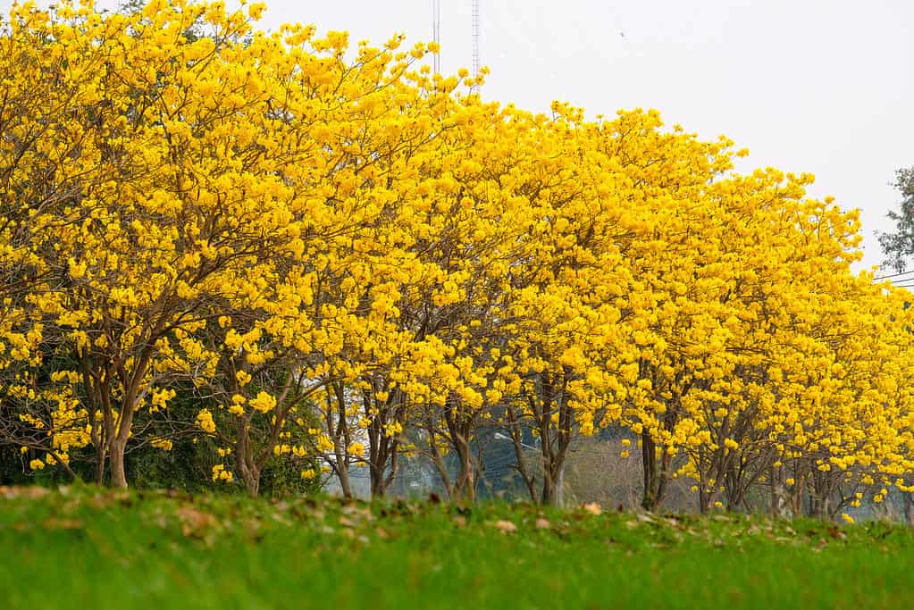 Albero della tromba d'oro