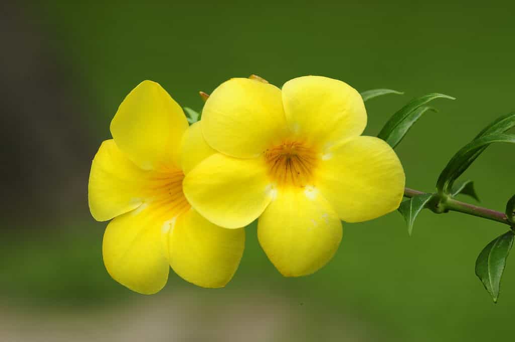 Fiori di tromba d'oro