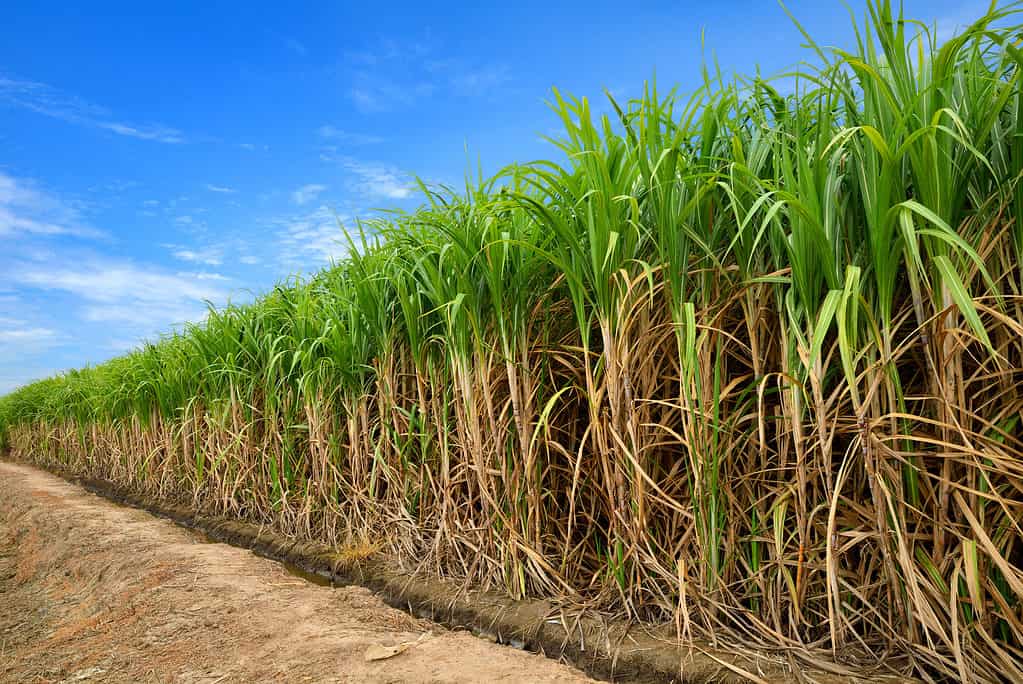 Una fotografia di un campo di canna da zucchero.  La canna da zucchero è stata fotografata in diagonale con la parte più vicina del campo che occupa la parte destra della cornice fotografica.  Tornando indietro, la parte lontana del campo di canna da zucchero occupa il centro del telaio dell'ascensore.  La canna da zucchero è verde nella parte superiore con ceppi marrone chiaro.  La canna da zucchero è controbilanciata da un cielo azzurro con poche nuvolette bianche
