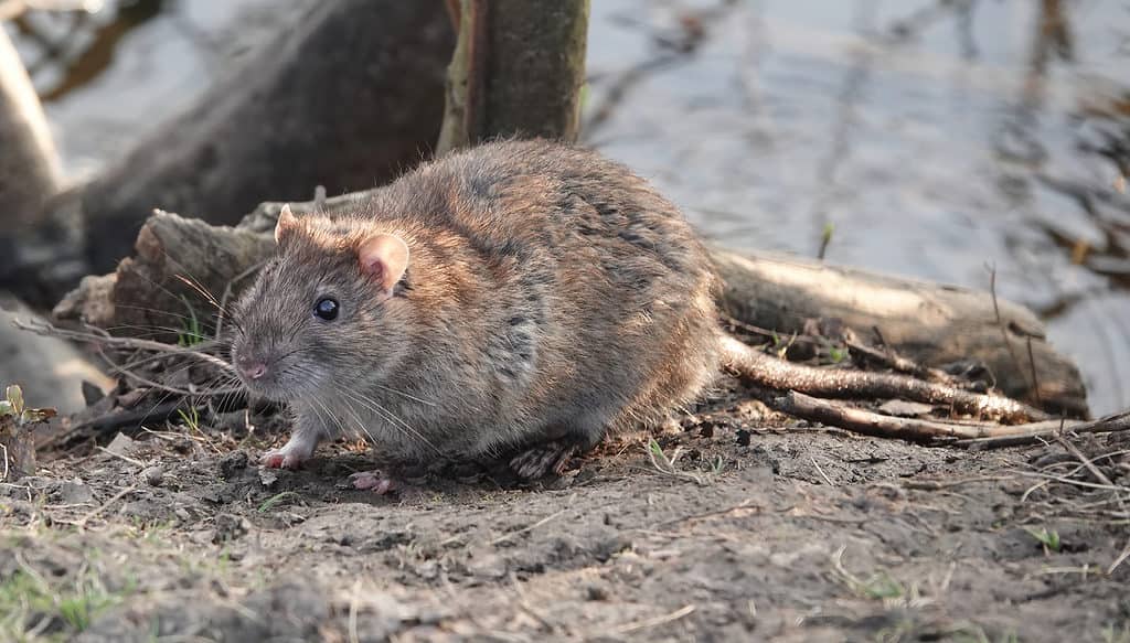 Ratto marrone vicino a un lago