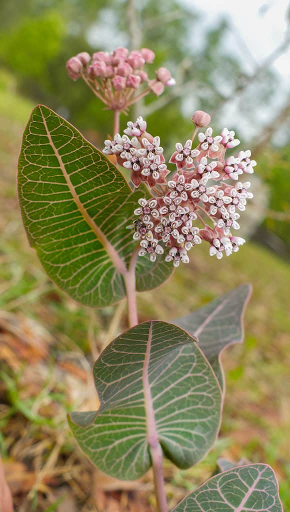 Asclepias humistrata, l'asclepiade di sandhill alias asclepiade delle pinete e pianta del latte venata di rosa.  Pianta ospite per farfalla monarca e regina