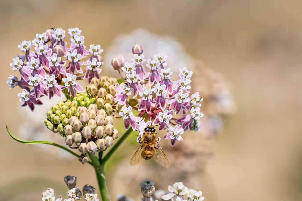 Primo piano di asclepiade a foglia stretta (Asclepias fascicularis) che fiorisce in estate;  ape da miele visibile che impollina uno dei fiori;  Baia di San Francisco, California