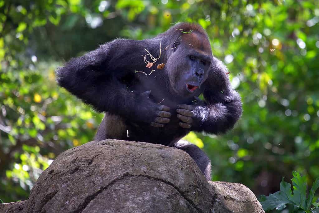 Gorilla Silverback