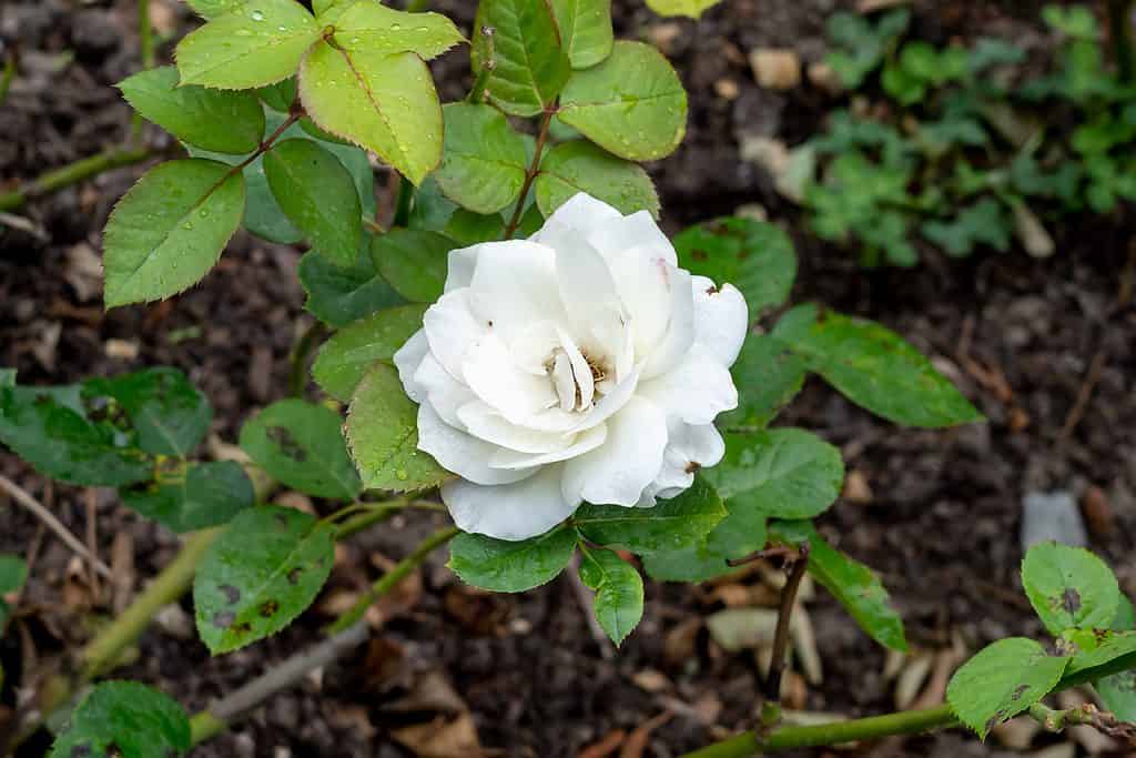 Moondance Rosa Floribunda