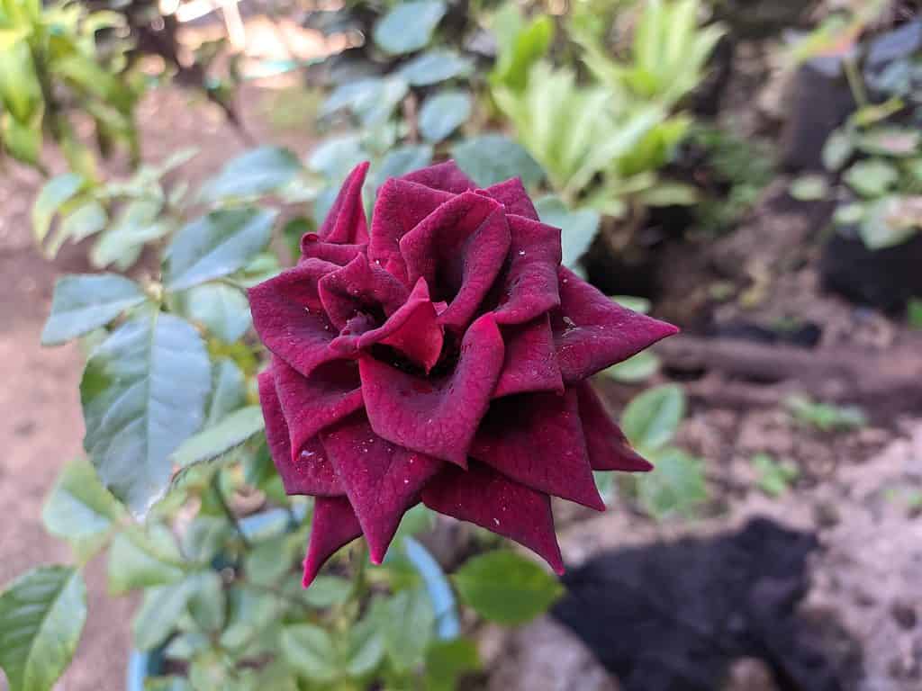 Sig.  Lincoln