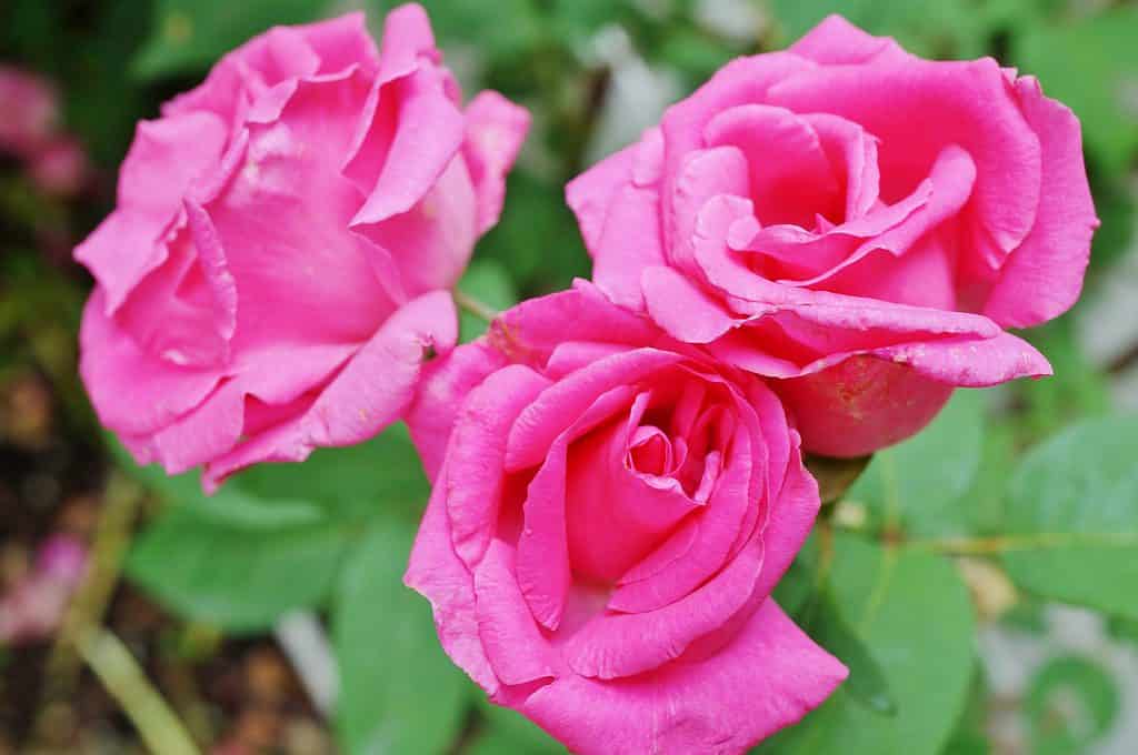 Zephirine Drouhin rosa rampicante