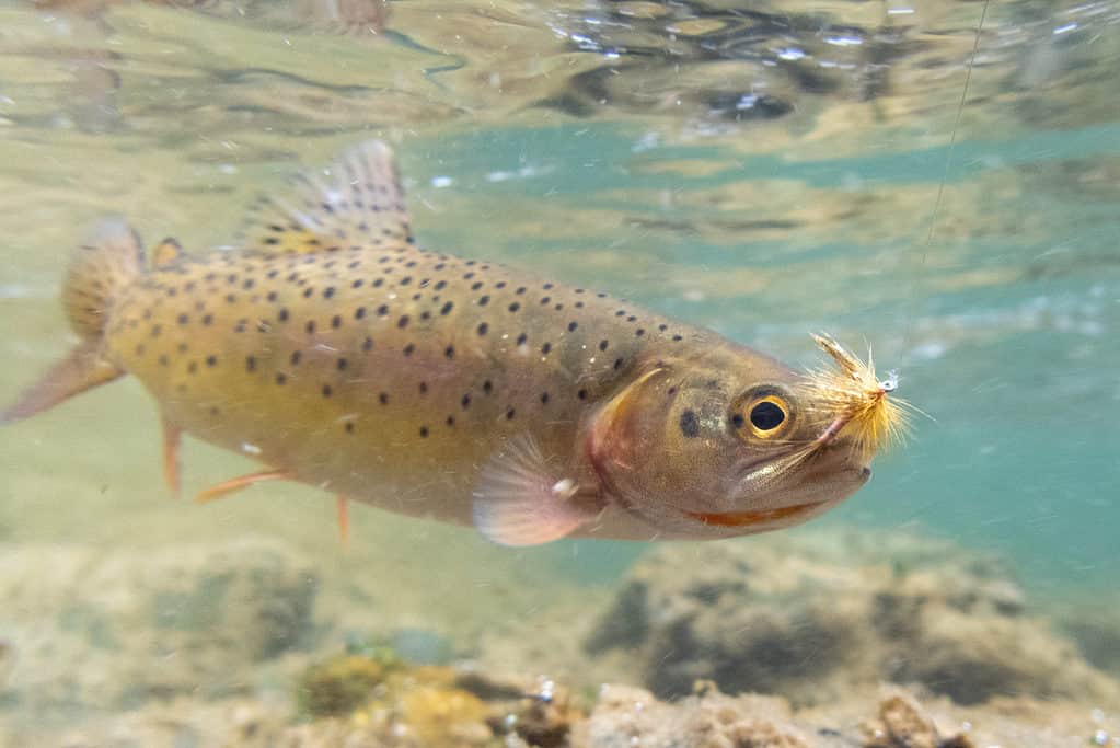 Tagliagole in acqua con amo da pesca in bocca