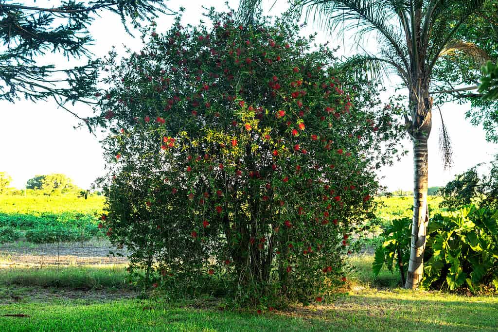 Bottlebrush Tree - Alberi originari dell'Australia