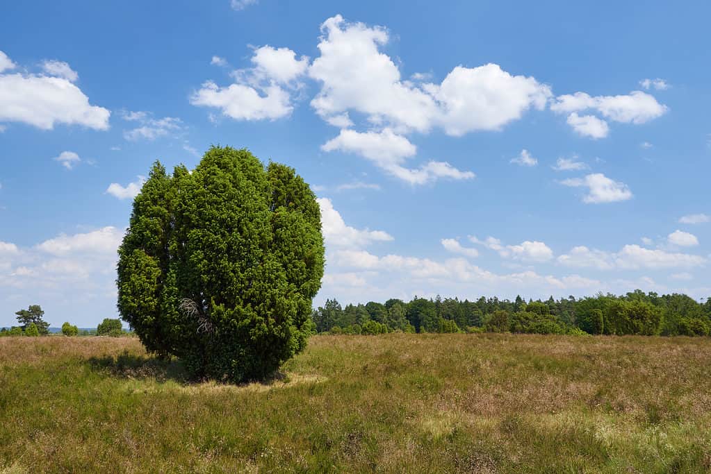Juniper Tree - Alberi originari dell'Australia