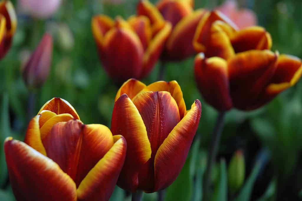 Abu Hassan Triumph tulipani