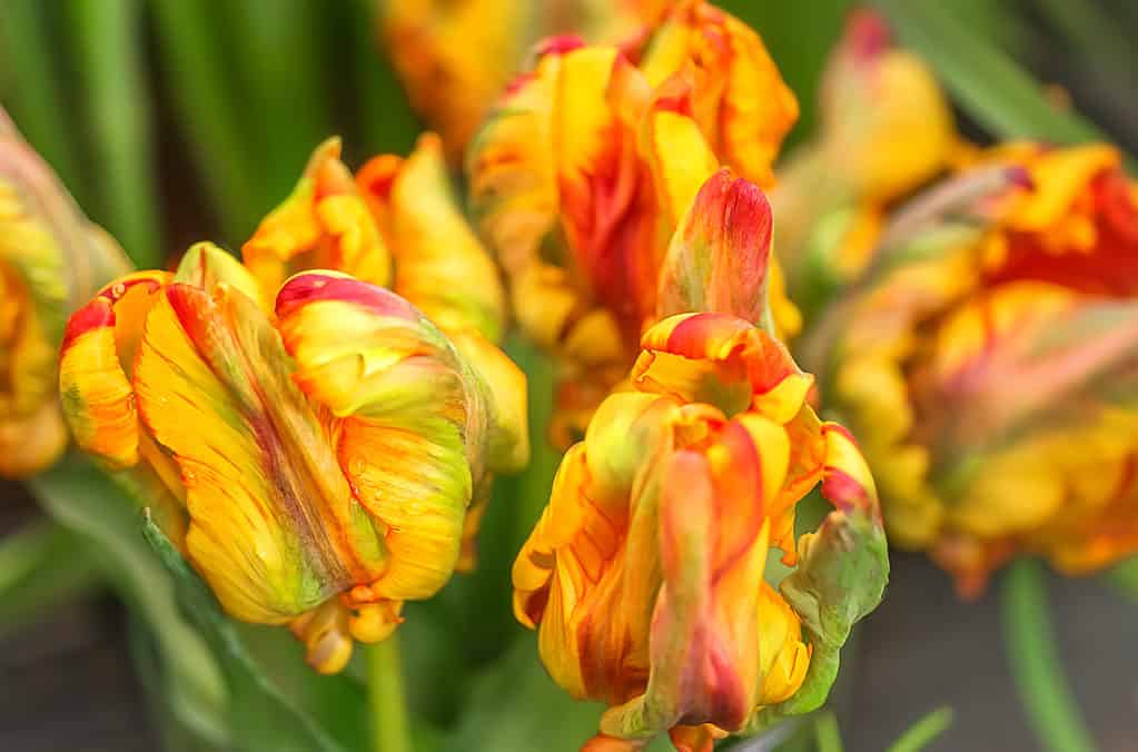 Tulipani pappagallo arcobaleno