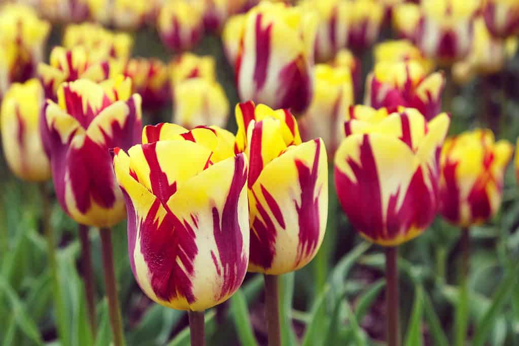 Helmar Rembrandt Tulipani